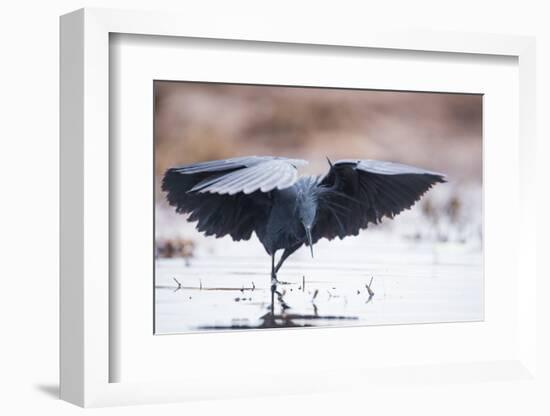 Black Heron (Egretta Ardesiaca) Fishing and Using Wings to Create an Area of Shade to Attract Fish-Wim van den Heever-Framed Photographic Print
