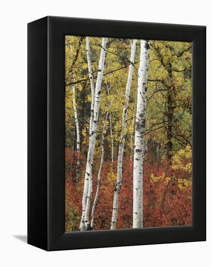 Black Hills Area Custer State Park, Autumn Foliage, South Dakota, USA-Walter Bibikow-Framed Premier Image Canvas