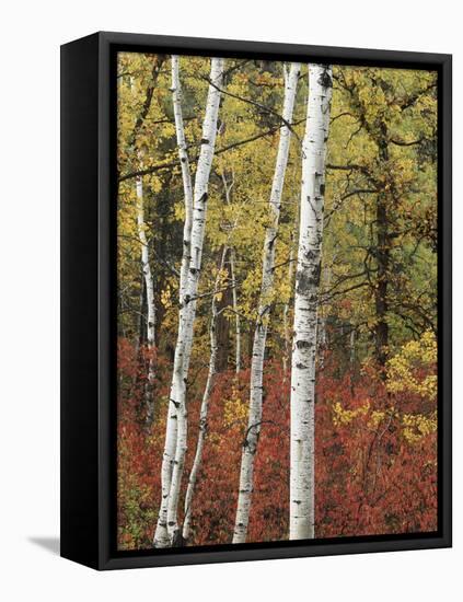 Black Hills Area Custer State Park, Autumn Foliage, South Dakota, USA-Walter Bibikow-Framed Premier Image Canvas