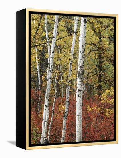 Black Hills Area Custer State Park, Autumn Foliage, South Dakota, USA-Walter Bibikow-Framed Premier Image Canvas