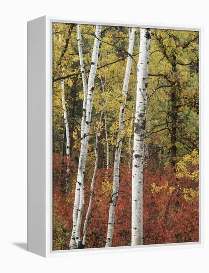 Black Hills Area Custer State Park, Autumn Foliage, South Dakota, USA-Walter Bibikow-Framed Premier Image Canvas