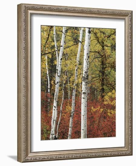 Black Hills Area Custer State Park, Autumn Foliage, South Dakota, USA-Walter Bibikow-Framed Photographic Print