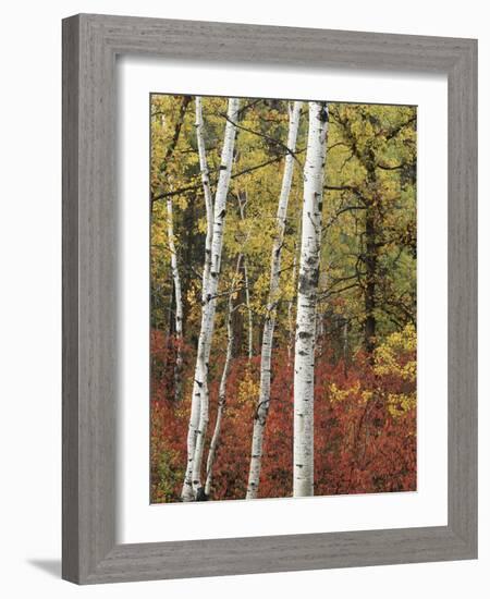 Black Hills Area Custer State Park, Autumn Foliage, South Dakota, USA-Walter Bibikow-Framed Photographic Print