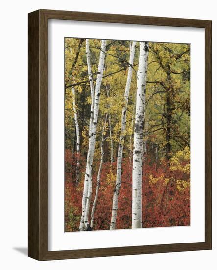 Black Hills Area Custer State Park, Autumn Foliage, South Dakota, USA-Walter Bibikow-Framed Photographic Print