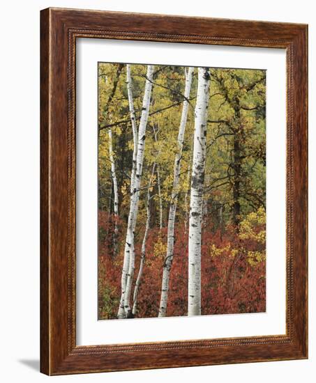 Black Hills Area Custer State Park, Autumn Foliage, South Dakota, USA-Walter Bibikow-Framed Photographic Print