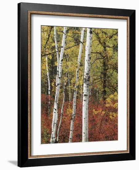 Black Hills Area Custer State Park, Autumn Foliage, South Dakota, USA-Walter Bibikow-Framed Photographic Print