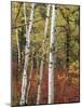 Black Hills Area Custer State Park, Autumn Foliage, South Dakota, USA-Walter Bibikow-Mounted Photographic Print