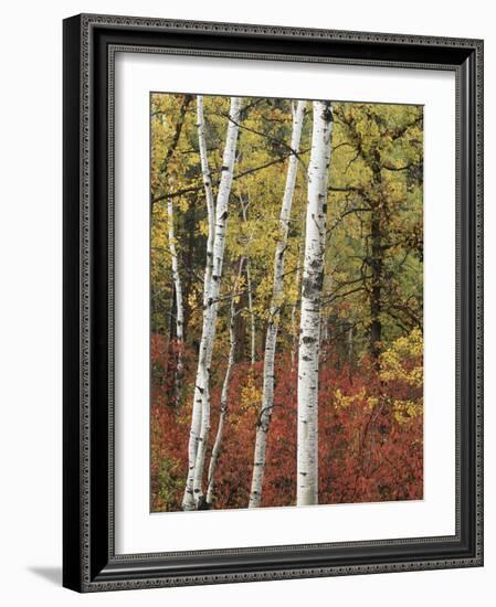 Black Hills Area Custer State Park, Autumn Foliage, South Dakota, USA-Walter Bibikow-Framed Photographic Print