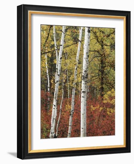 Black Hills Area Custer State Park, Autumn Foliage, South Dakota, USA-Walter Bibikow-Framed Photographic Print