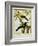 Black-Hooded Oriole and Hispaniolan Oriole Formerly, Greater Antillean Oriole-Georges-Louis Buffon-Framed Giclee Print