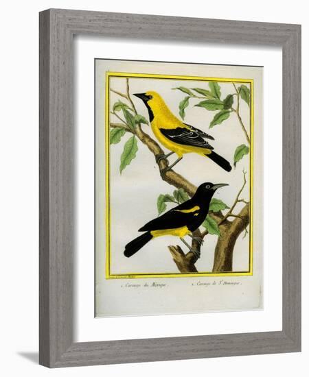 Black-Hooded Oriole and Hispaniolan Oriole Formerly, Greater Antillean Oriole-Georges-Louis Buffon-Framed Giclee Print