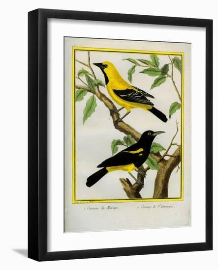 Black-Hooded Oriole and Hispaniolan Oriole Formerly, Greater Antillean Oriole-Georges-Louis Buffon-Framed Giclee Print