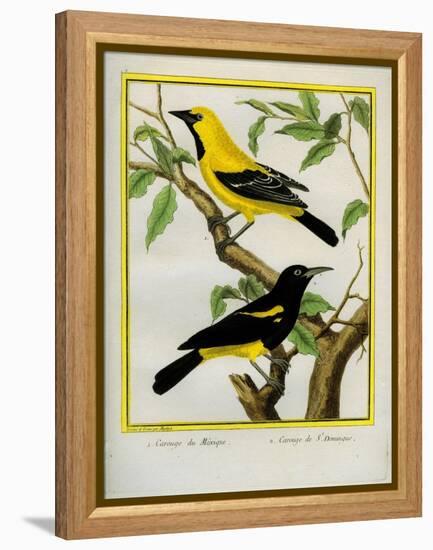Black-Hooded Oriole and Hispaniolan Oriole Formerly, Greater Antillean Oriole-Georges-Louis Buffon-Framed Premier Image Canvas