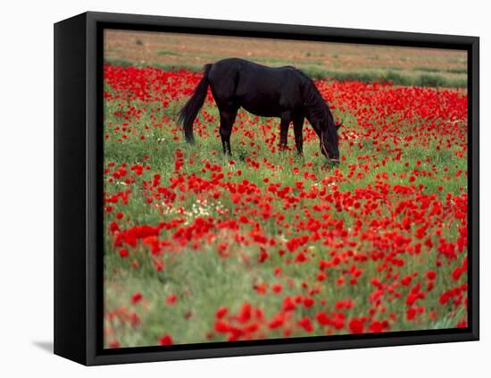 Black Horse in a Poppy Field, Chianti, Tuscany, Italy, Europe-Patrick Dieudonne-Framed Premier Image Canvas