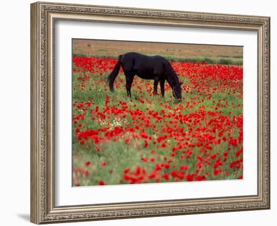 Black Horse in a Poppy Field, Chianti, Tuscany, Italy, Europe-Patrick Dieudonne-Framed Photographic Print