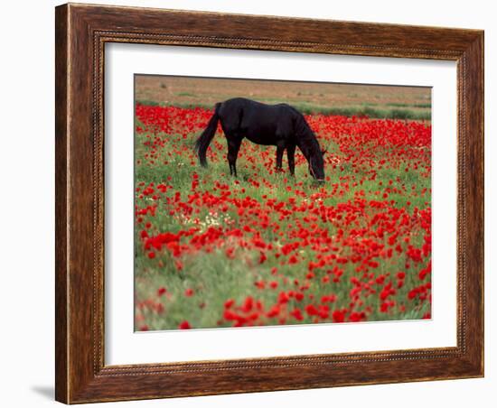 Black Horse in a Poppy Field, Chianti, Tuscany, Italy, Europe-Patrick Dieudonne-Framed Photographic Print