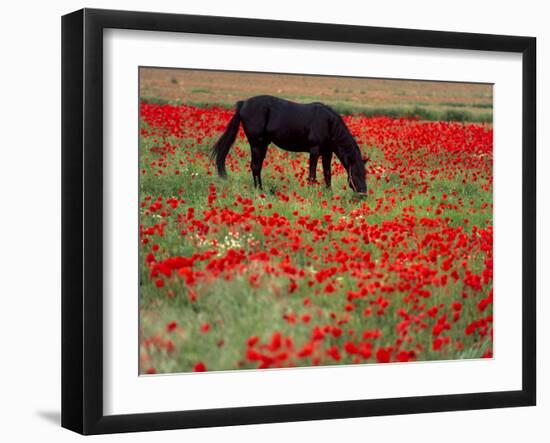 Black Horse in a Poppy Field, Chianti, Tuscany, Italy, Europe-Patrick Dieudonne-Framed Photographic Print