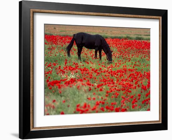 Black Horse in a Poppy Field, Chianti, Tuscany, Italy, Europe-Patrick Dieudonne-Framed Photographic Print