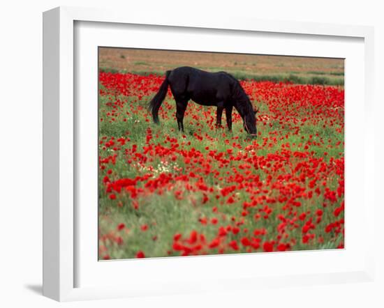 Black Horse in a Poppy Field, Chianti, Tuscany, Italy, Europe-Patrick Dieudonne-Framed Photographic Print