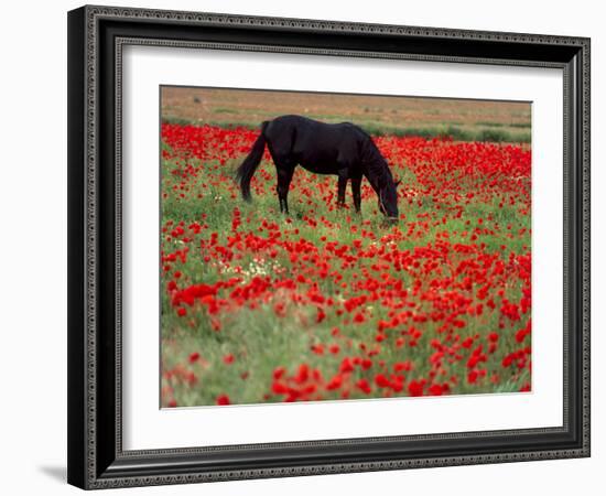 Black Horse in a Poppy Field, Chianti, Tuscany, Italy, Europe-Patrick Dieudonne-Framed Photographic Print