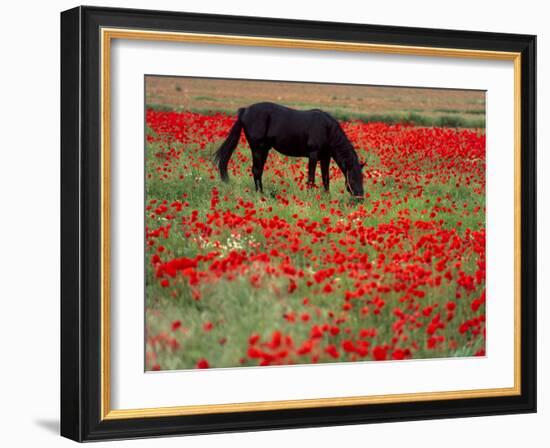 Black Horse in a Poppy Field, Chianti, Tuscany, Italy, Europe-Patrick Dieudonne-Framed Photographic Print