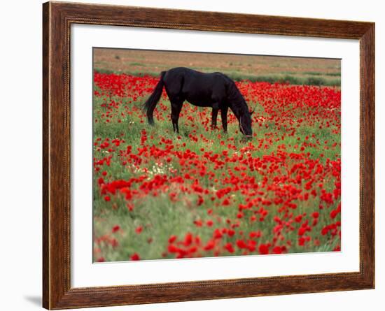 Black Horse in a Poppy Field, Chianti, Tuscany, Italy, Europe-Patrick Dieudonne-Framed Photographic Print