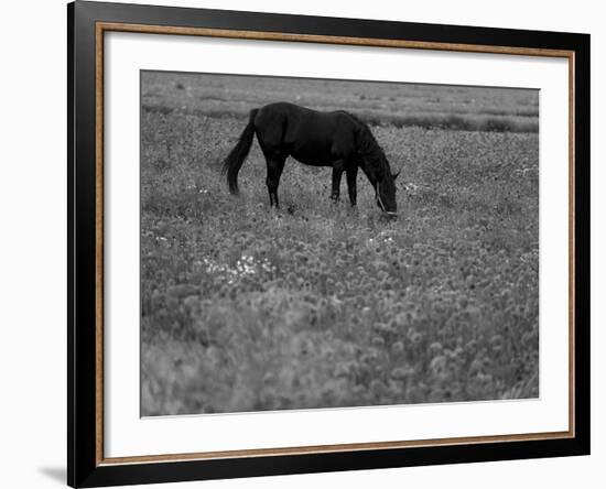 Black Horse in a Poppy Field, Chianti, Tuscany, Italy, Europe-Patrick Dieudonne-Framed Photographic Print