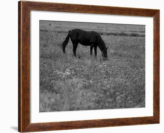 Black Horse in a Poppy Field, Chianti, Tuscany, Italy, Europe-Patrick Dieudonne-Framed Photographic Print