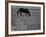 Black Horse in a Poppy Field, Chianti, Tuscany, Italy, Europe-Patrick Dieudonne-Framed Photographic Print