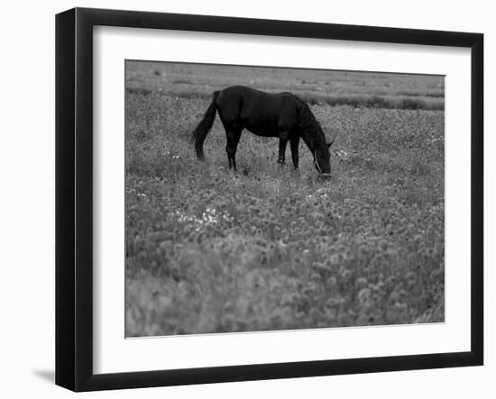 Black Horse in a Poppy Field, Chianti, Tuscany, Italy, Europe-Patrick Dieudonne-Framed Photographic Print