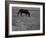 Black Horse in a Poppy Field, Chianti, Tuscany, Italy, Europe-Patrick Dieudonne-Framed Photographic Print