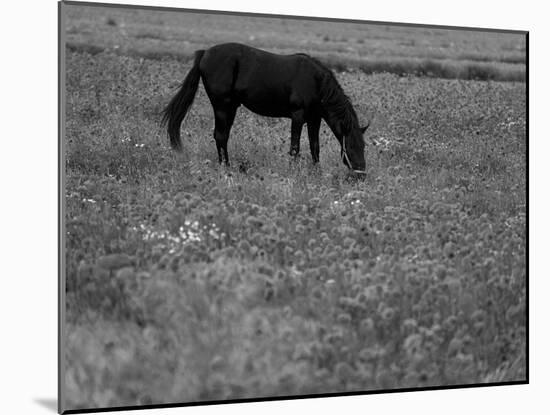 Black Horse in a Poppy Field, Chianti, Tuscany, Italy, Europe-Patrick Dieudonne-Mounted Photographic Print