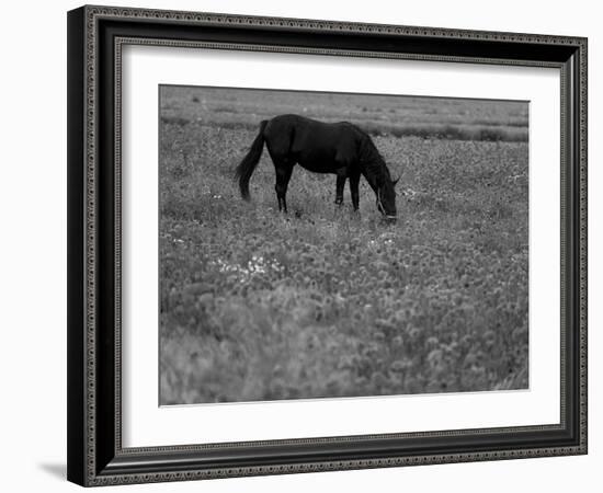 Black Horse in a Poppy Field, Chianti, Tuscany, Italy, Europe-Patrick Dieudonne-Framed Photographic Print