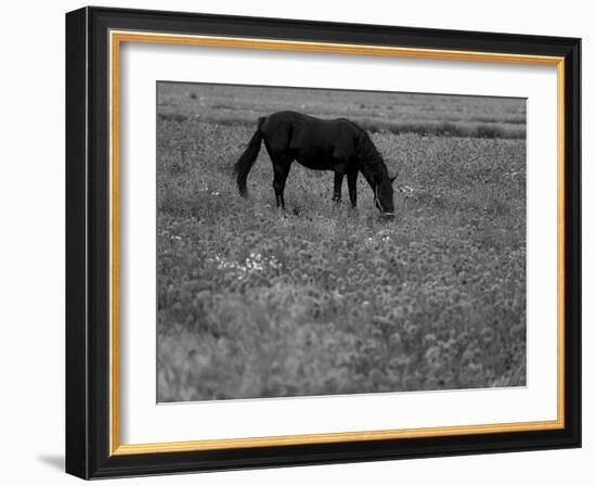 Black Horse in a Poppy Field, Chianti, Tuscany, Italy, Europe-Patrick Dieudonne-Framed Photographic Print