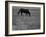 Black Horse in a Poppy Field, Chianti, Tuscany, Italy, Europe-Patrick Dieudonne-Framed Photographic Print