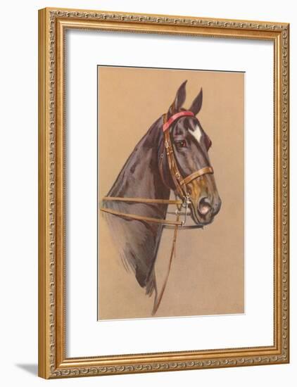 Black Horse with White Blaze-null-Framed Art Print