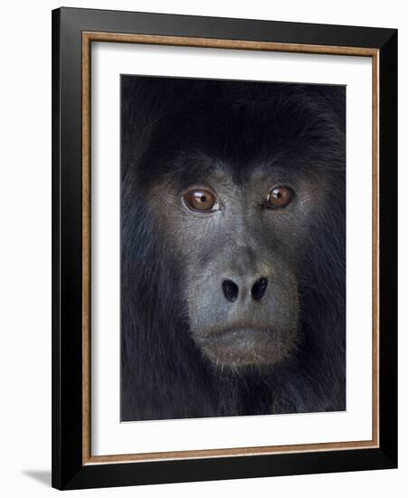 Black howler captive, occurs in South America-Ernie Janes-Framed Photographic Print