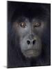 Black howler captive, occurs in South America-Ernie Janes-Mounted Photographic Print