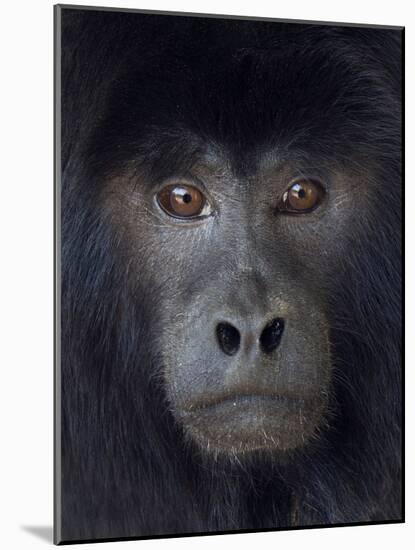 Black howler captive, occurs in South America-Ernie Janes-Mounted Photographic Print