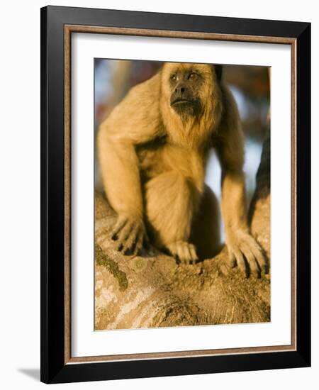 Black Howler Monkey Climbing a Tree in the UNESCO Pantanal Wetlands of Brazil-Mark Hannaford-Framed Photographic Print
