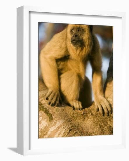 Black Howler Monkey Climbing a Tree in the UNESCO Pantanal Wetlands of Brazil-Mark Hannaford-Framed Photographic Print