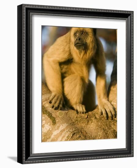 Black Howler Monkey Climbing a Tree in the UNESCO Pantanal Wetlands of Brazil-Mark Hannaford-Framed Photographic Print