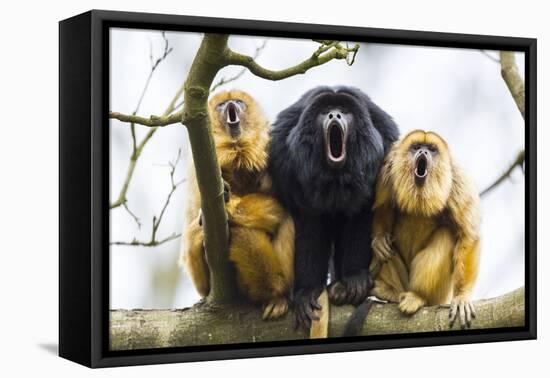 Black Howler Monkeys (Alouatta Caraya) Male and Two Females Calling from Tree-Juan Carlos Munoz-Framed Premier Image Canvas
