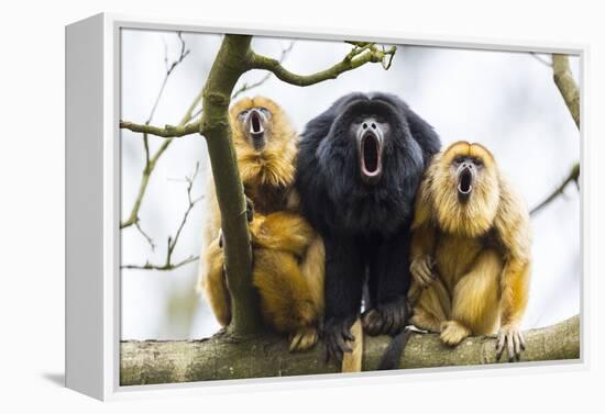 Black Howler Monkeys (Alouatta Caraya) Male and Two Females Calling from Tree-Juan Carlos Munoz-Framed Premier Image Canvas