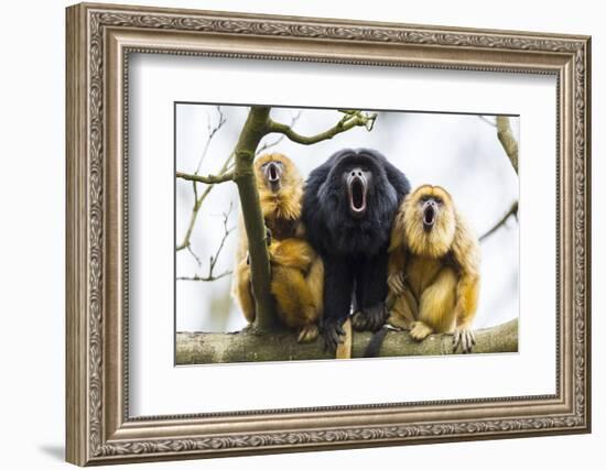 Black Howler Monkeys (Alouatta Caraya) Male and Two Females Calling from Tree-Juan Carlos Munoz-Framed Photographic Print