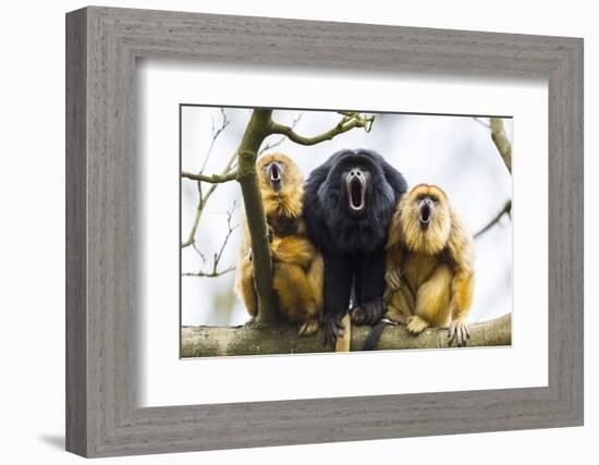 Black Howler Monkeys (Alouatta Caraya) Male and Two Females Calling from Tree-Juan Carlos Munoz-Framed Photographic Print