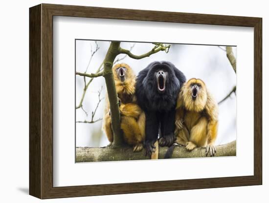 Black Howler Monkeys (Alouatta Caraya) Male and Two Females Calling from Tree-Juan Carlos Munoz-Framed Photographic Print