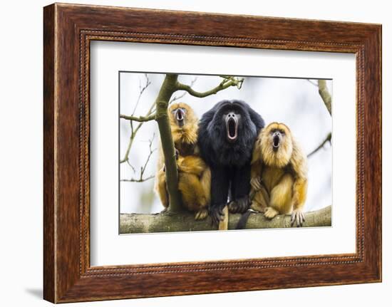 Black Howler Monkeys (Alouatta Caraya) Male and Two Females Calling from Tree-Juan Carlos Munoz-Framed Photographic Print