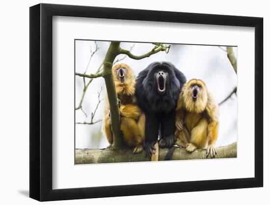 Black Howler Monkeys (Alouatta Caraya) Male and Two Females Calling from Tree-Juan Carlos Munoz-Framed Photographic Print