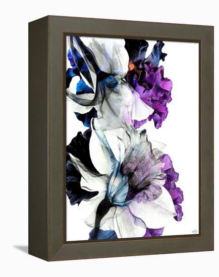 Black Iris Fancy-Stella Chang-Framed Stretched Canvas